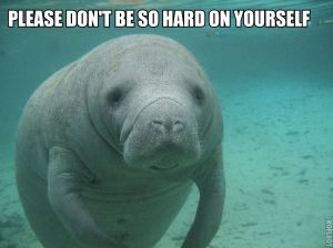 June-02-2012-13-02-19-manatee